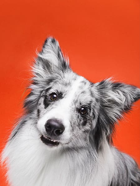 Ruff N' Tumble