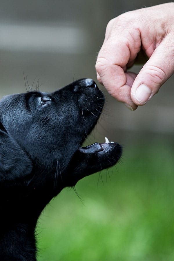 Private Puppy Comes Home