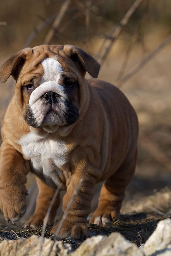 Private Puppy Comes Home