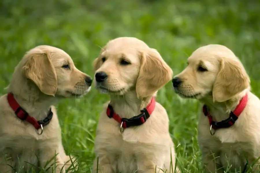 Puppy Socialization: Do We Really Have It Right?