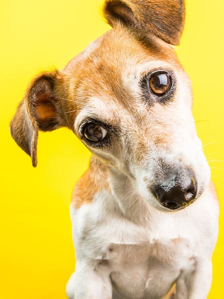 RESCUE ROVER - Diamond in the Ruff Dog Training
