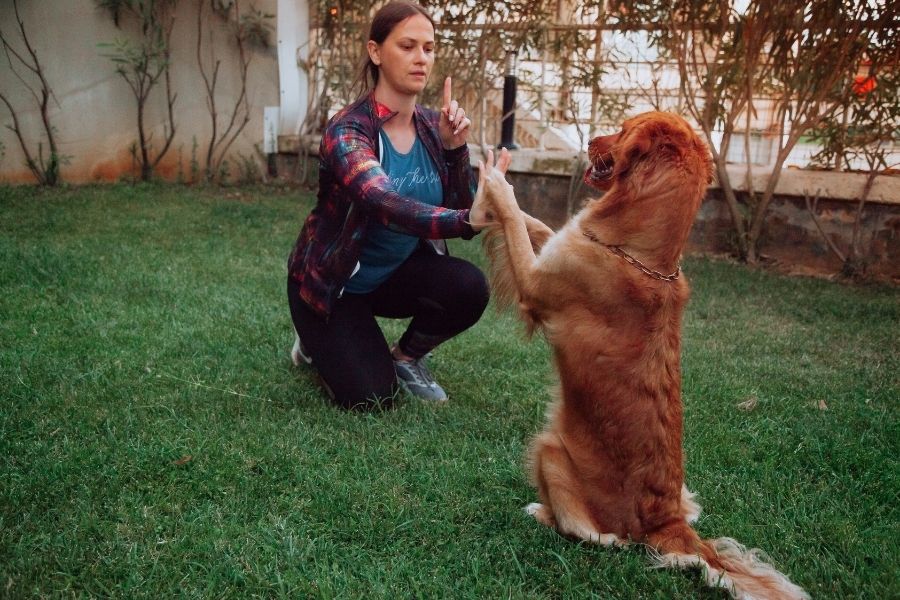 to look for in a professional Edmonton Dog Trainer