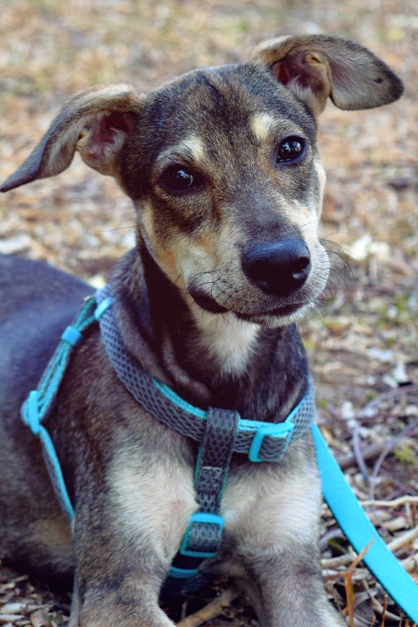 Edmonton Dog Training Diamond in the Ruff Inc. Edmonton, AB