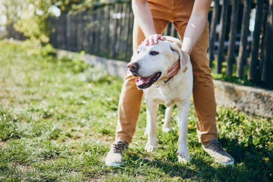 Dog Owners Help With Desensitization