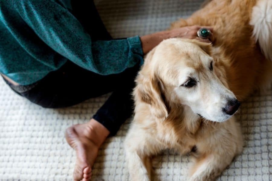 How Dog Owners Help With Desensitization