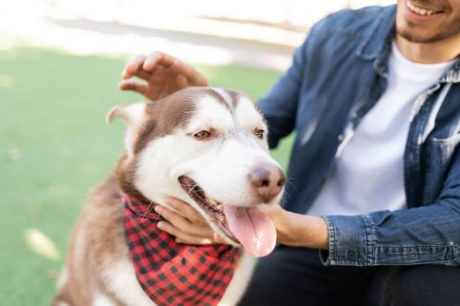 To Help Rescue Dogs With PTSD
