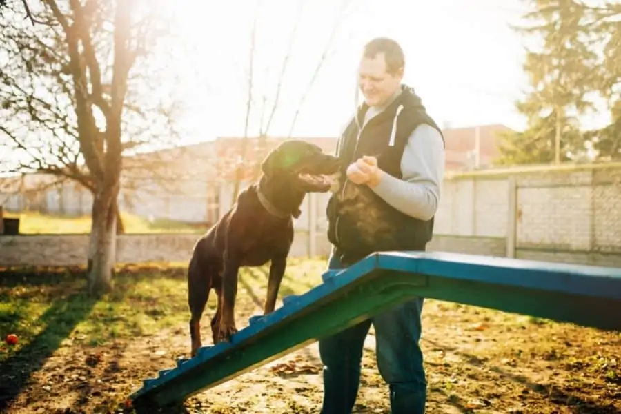 Trainer Communication An Important Factor For Successful Dog Training