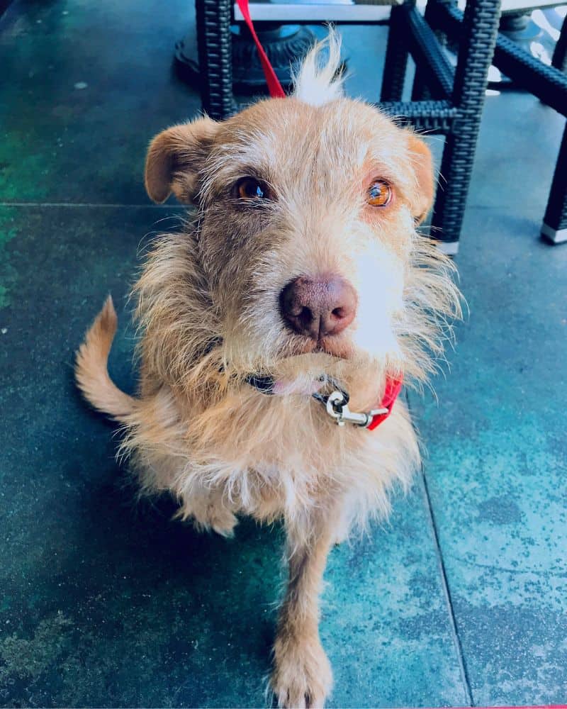 Diamond-in-the-ruff-shaggy-rescue-dog
