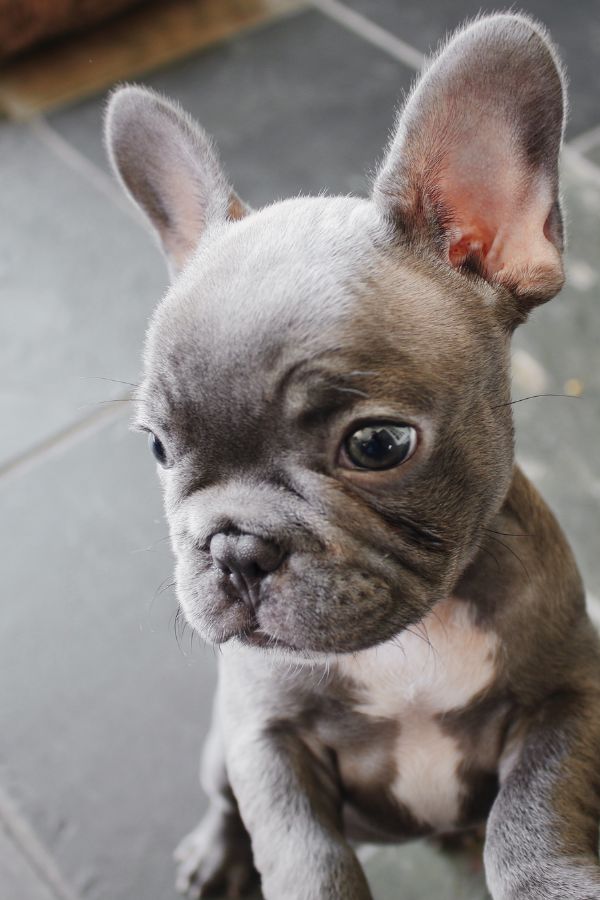 Private Puppy Comes Home